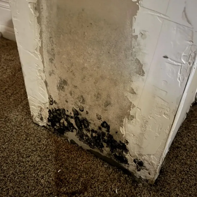 Professional Mold Removal in Saint George, FL